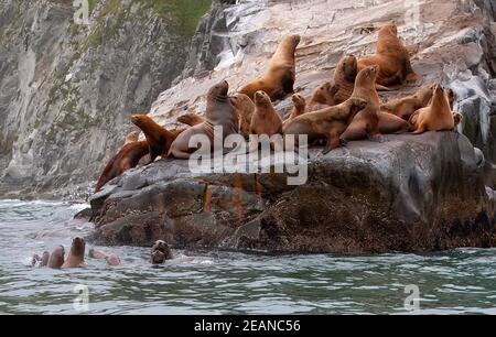 Selektiver Fokus. Rookery Steller Seelöwen. Insel im Pazifischen Ozean in der Nähe der Halbinsel Kamtschatka. Stockfoto