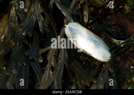 Der Cuttlebone ist eigentlich die innere Schale eines gemeinen Cuttlefish, einer Art von Cephalopod-Weichtier, die sandige Sublitoralzonen begünstigt. Stockfoto
