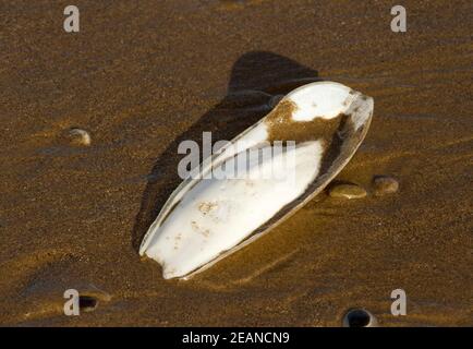 Der Cuttlebone ist eigentlich die innere Schale eines gemeinen Cuttlefish, einer Art von Cephalopod-Weichtier, die sandige Sublitoralzonen begünstigt. Stockfoto