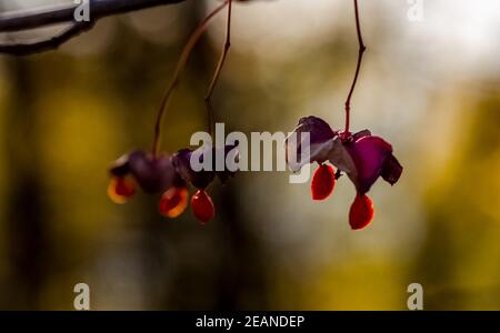 Rote Samen auf Ästen des Baumes. Rote Samen im Krimwald. Stockfoto