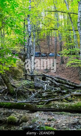 Walddach, Waldlandschaft im Frühherbst. Stockfoto