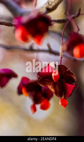 Rote Samen auf Ästen des Baumes. Rote Samen im Krimwald. Stockfoto