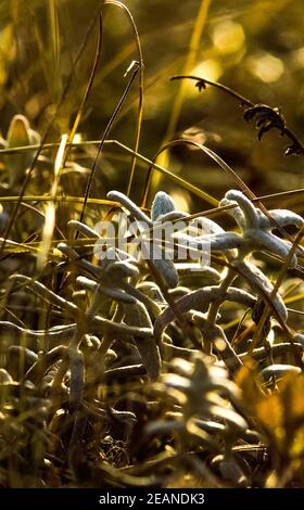 Das trockene Gras in der Lichtung in den Wäldern. Die Natur Krim. Stockfoto