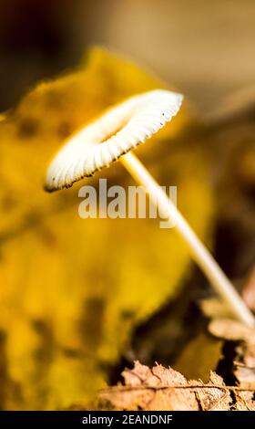 Durchscheinender Pilz auf einem Waldstreu zwischen Herbstblättern. Stockfoto