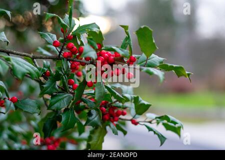 Ein Holly Leaf auf einem Bush draußen Stockfoto