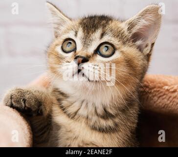 Kätzchen golden getickt britischen Chinchilla gerade Stockfoto