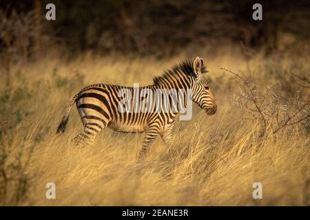 Baby Hartmann Bergzebra geht durch Gras Stockfoto