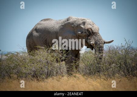 Afrikanischer Buschelefant steht, der sich auf Dornenbüschen ernährt Stockfoto