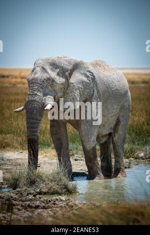 Afrikanischer Buschelefant watend durch grasbewachsenes Wasserloch Stockfoto