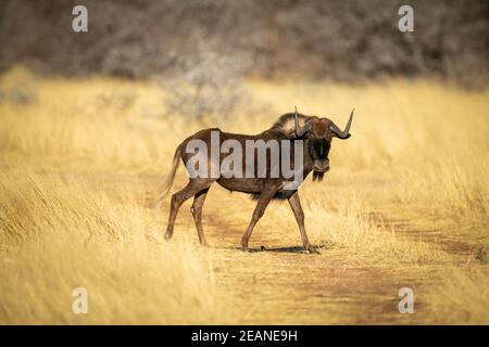 Schwarze Gnus kreuzt grasbewachsenen Track Augenkamera Stockfoto