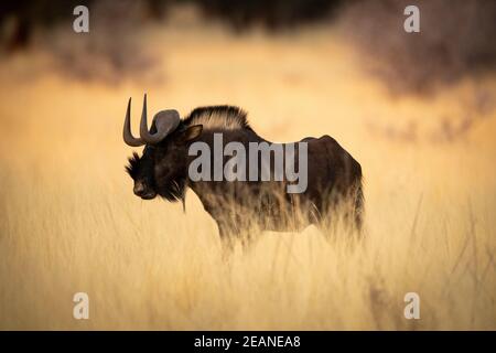 Schwarze Gnus stehen im Gras im Profil Stockfoto