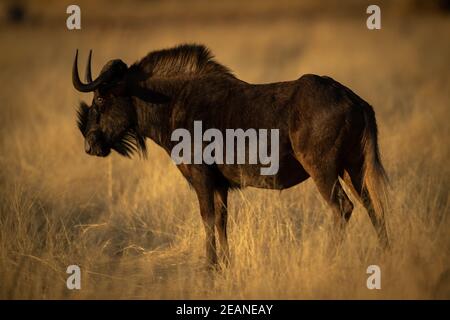 Schwarzer Gnus steht im Profil im Grasland Stockfoto