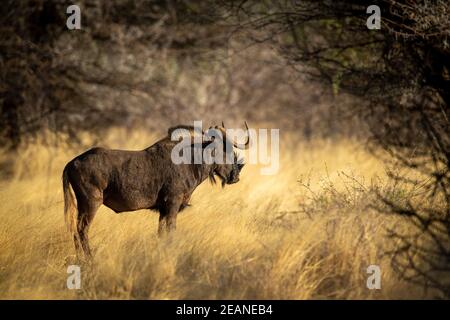 Schwarze Gnus steht im Profil unter Bäumen Stockfoto