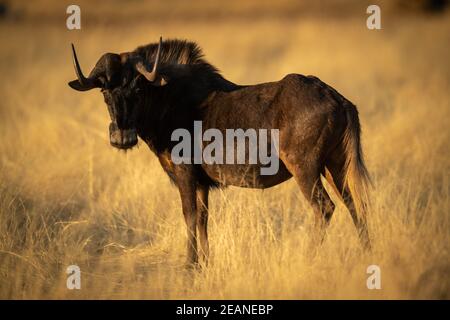 Schwarz Gnus steht in Profil Drehkopf Stockfoto