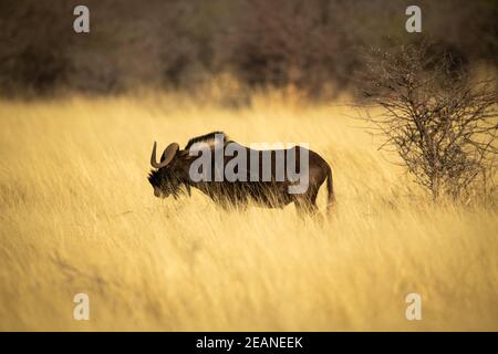 Schwarzer Gnus steht im Profil in der Nähe von Busch Stockfoto