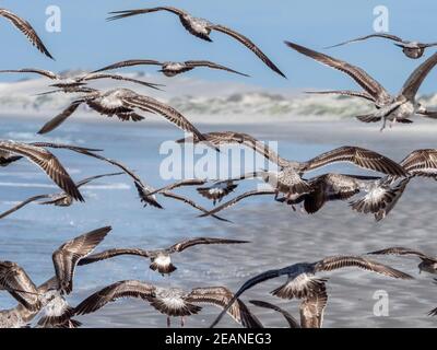 Jungmöwen (Larus occidentalis) füttern Thunfisch-Krabben, Isla Magdalena, Baja California Sur, Mexiko, Nordamerika Stockfoto