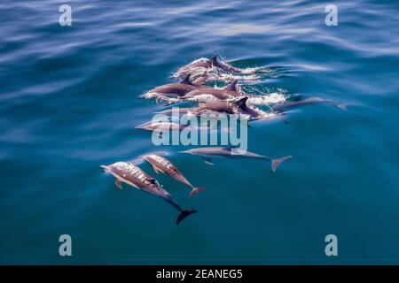 Langschnäuchige Delfin-Schote (Delphinus capensis), Oberflächenfindling, Los Islotes, Baja California Sur, Mexiko, Nordamerika Stockfoto