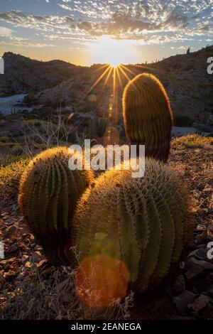 Endemischer Riesenkaktus (Ferocactus diguetii), auf Isla Santa Catalina, Baja California Sur, Mexiko, Nordamerika Stockfoto