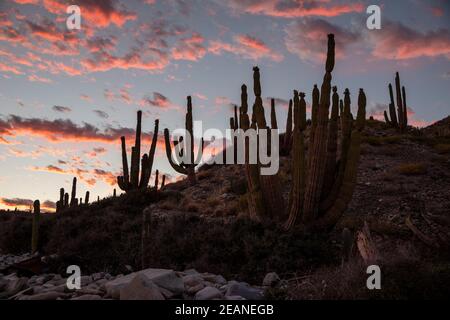 Mexikanischer Riesenkardonkaktus (Pachycereus pringlei), bei Sonnenuntergang auf Isla Santa Catalina, Baja California, Mexiko, Nordamerika Stockfoto