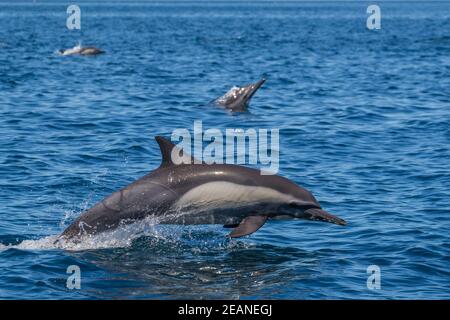 Erwachsener Langschnabeldelfin (Delphinus capensis) springt im Loreto Bay National Park, Baja California Sur, Mexiko, Nordamerika Stockfoto