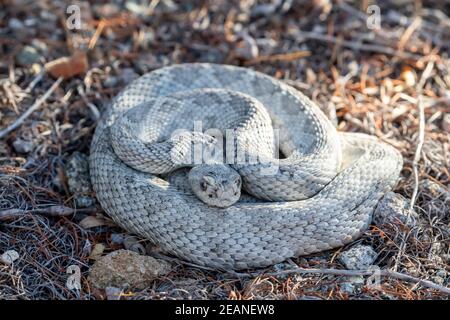 Ashe Morphe der Santa Catalina Klapperschlange (Crotalus catalinensis), endemisch auf Isla Santa Catalina, Baja California Sur, Mexiko, Nordamerika Stockfoto