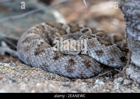 Braune Morphe der Santa Catalina Klapperschlange (Crotalus catalinensis), endemisch auf Isla Santa Catalina, Baja California Sur, Mexiko, Nordamerika Stockfoto