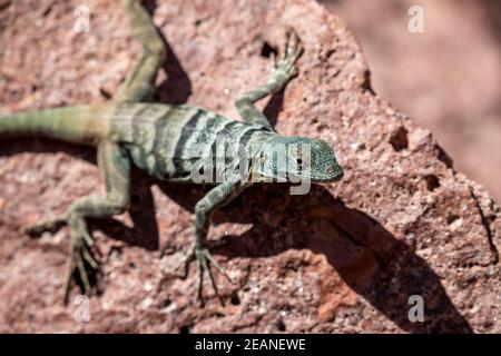 Erwachsene San Lucan gebänderte Felseneidechse (Petrosaurus thalassinus), Bahia Dispensa, Isla Espiritu Santo, Baja California Sur, Mexiko, Nordamerika Stockfoto