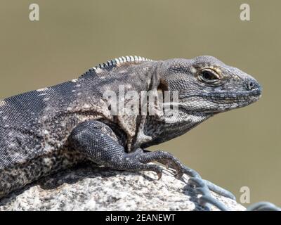 Erwachsener männlicher Kapstachelschwanziguana (Ctenosaura hemilopha), San Jose del Cabo, Baja California Sur, Mexiko, Nordamerika Stockfoto