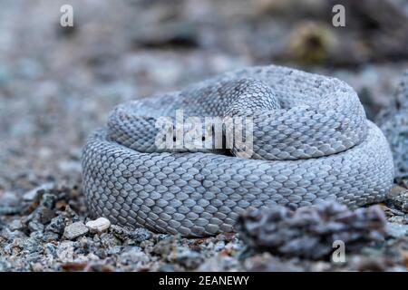 Ashe Morphe der Santa Catalina Klapperschlange (Crotalus catalinensis), endemisch auf Isla Santa Catalina, Baja California Sur, Mexiko, Nordamerika Stockfoto