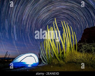 Orgelpfeifenkaktus bei Nacht mit Geminid Meteor Dusche, Organ Pipe Cactus National Monument, Arizona, Vereinigte Staaten von Amerika, Nordamerika Stockfoto