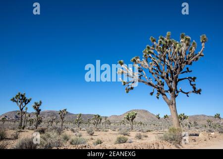 Joshua Tree (Yucca brevifolia), in Joshua Tree National Park, Mojave Desert, California, Vereinigte Staaten von Amerika, Nordamerika Stockfoto