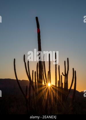 Orgelpfeifenkaktus (Stenocereus thurberi) bei Sonnenuntergang, Organ Pipe Cactus National Monument, Sonoran Desert, Arizona, Vereinigte Staaten von Amerika Stockfoto