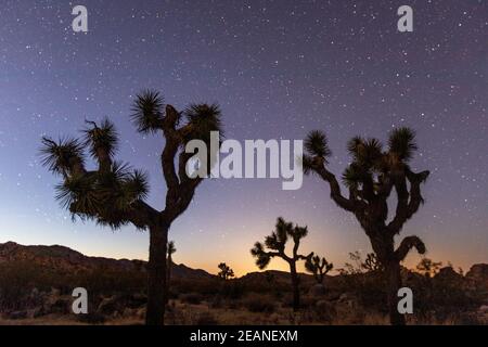 Joshua Tree (Yucca brevifolia), nachts im Joshua Tree National Park, Mojave Desert, California, Vereinigte Staaten von Amerika, Nordamerika Stockfoto