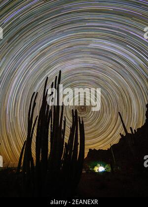 Orgelpfeifenkaktus (Stenocereus thurberi) bei Nacht, Organ Pipe Cactus National Monument, Sonoran Desert, Arizona, Vereinigte Staaten von Amerika Stockfoto