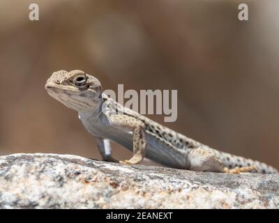 Langnasen-Leopardeidechse (Gambelia wislizenii), Joshua Tree National Park, Mojave Desert, California, Vereinigte Staaten von Amerika, Nordamerika Stockfoto