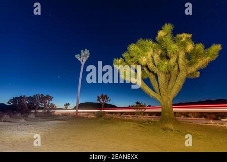 Joshua Tree (Yucca brevifolia), nachts im Joshua Tree National Park, Mojave Desert, California, Vereinigte Staaten von Amerika, Nordamerika Stockfoto