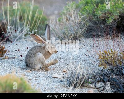 Schwarzschwanz-Jackrabbit (Lepus californicus), Joshua Tree National Park, Mojave Desert, California, Vereinigte Staaten von Amerika, Nordamerika Stockfoto