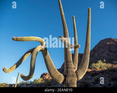 Saguaro Kaktus (Carnegiea gigantea), Organ Pipe Cactus National Monument, Sonoran Desert, Arizona, Vereinigte Staaten von Amerika, Nordamerika Stockfoto