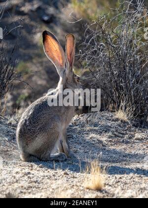 Schwarzschwanz-Jackrabbit (Lepus californicus), Joshua Tree National Park, Mojave Desert, California, Vereinigte Staaten von Amerika, Nordamerika Stockfoto