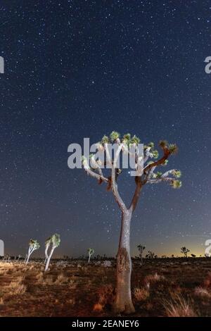 Joshua Tree (Yucca brevifolia), nachts im Joshua Tree National Park, Mojave Desert, California, Vereinigte Staaten von Amerika, Nordamerika Stockfoto