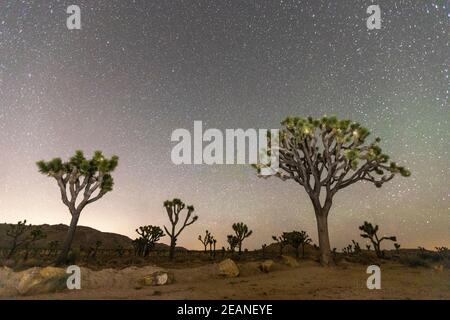 Joshua Tree (Yucca brevifolia), nachts im Joshua Tree National Park, Mojave Desert, California, Vereinigte Staaten von Amerika, Nordamerika Stockfoto