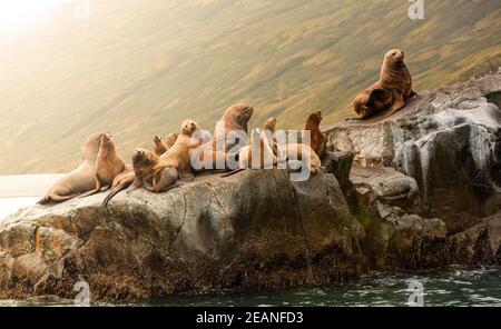 Rookery Steller Seelöwen. Insel im Pazifischen Ozean in der Nähe von Kamtschatka. Stockfoto