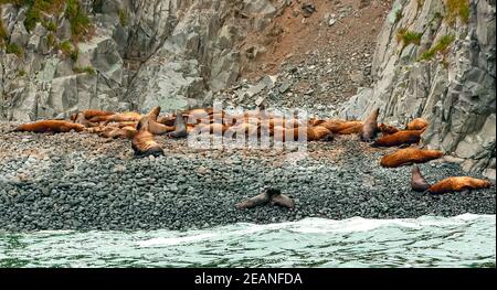 Rookery Steller Seelöwen. Insel im Pazifischen Ozean in der Nähe von Kamtschatka. Stockfoto