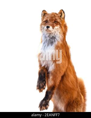 Die Tierpräparierung von Fuchs isoliert auf weißem Hintergrund Stockfoto