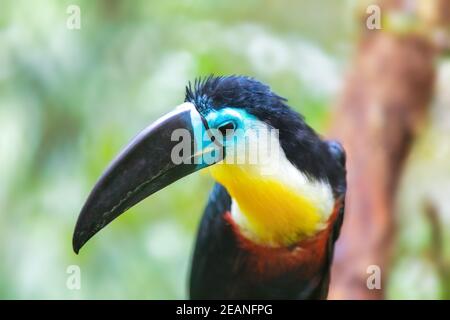 Vogelschnabel-Tukan, Ramphastos vitellinus Stockfoto