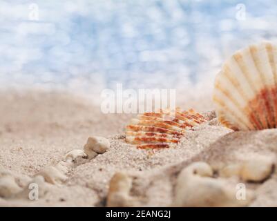 Zwei kleine Muscheln und Kieselsteine am Strand mit perfekter Seesapfel in der Sonne. Für Text platzieren. Banner-Vorlage. Stockfoto