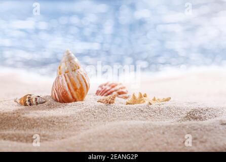 Glänzende große Muschel und andere kleine Muschelschalen am Strand mit perfekter Meereslandschaft in der Sonne. Verschwommenes Meer im Hintergrund. Stockfoto