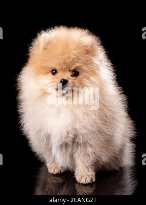 Hellbrauner Welpe sitzt auf schwarzem Hintergrund und schaut auf die Kamera. Stockfoto