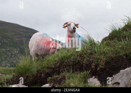 Paar markierte Schafe weiden auf dem grünen Gras von Killarney in Irland Stockfoto