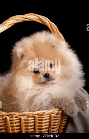 Niedliche pommersche Spitz Welpe in Weidenkorb auf schwarzem Hintergrund. Stockfoto